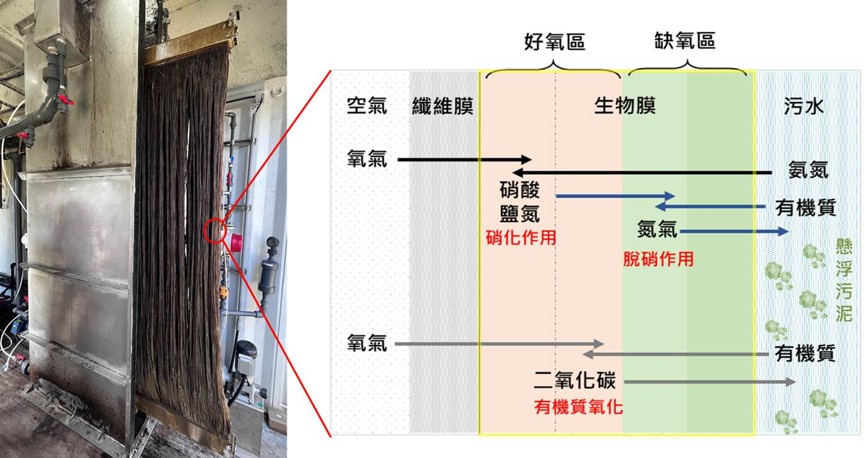 圖一  MABR實體與機制圖